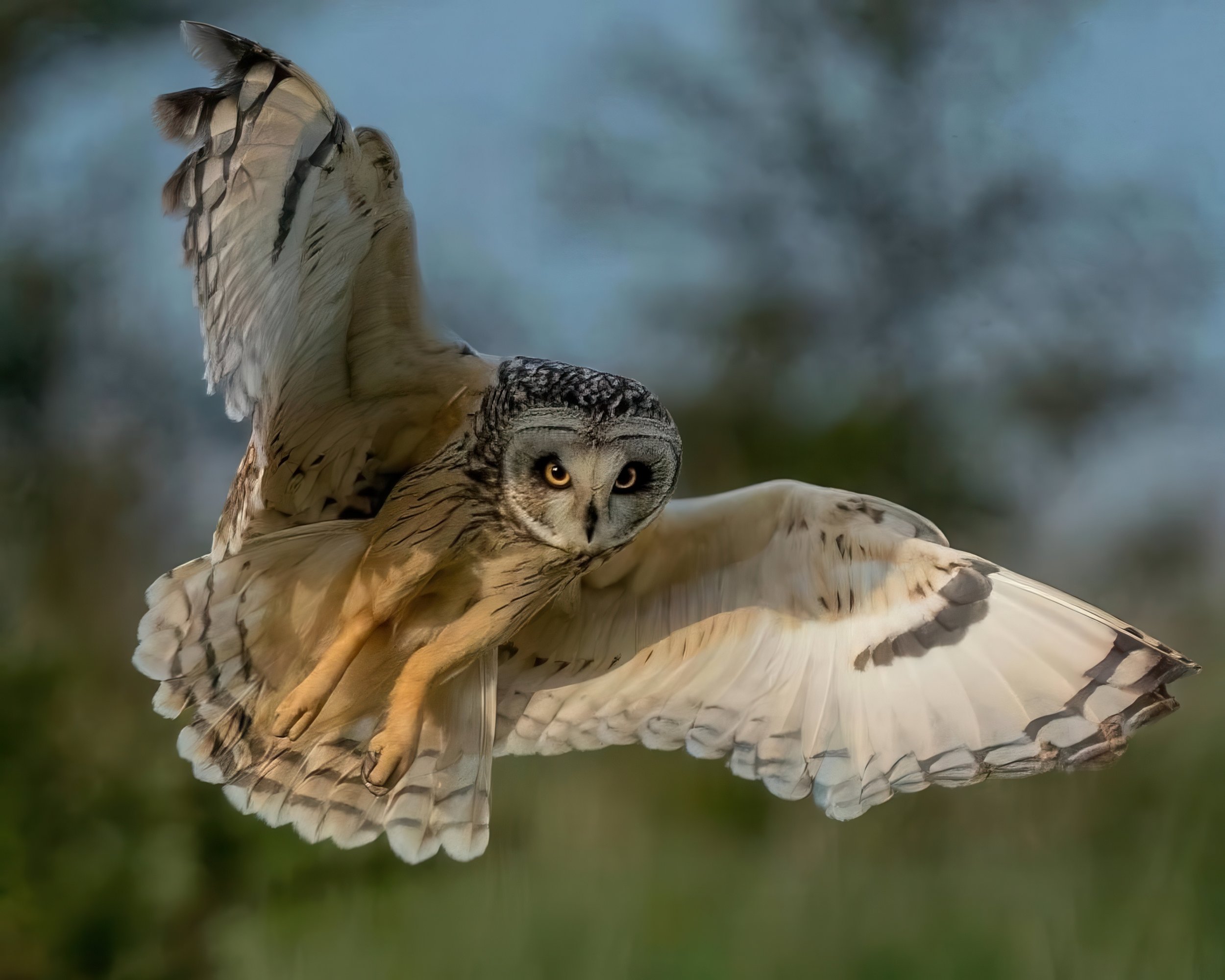 Trying to pounce on another owl to nick its tea - failed but looked good doing it. 
