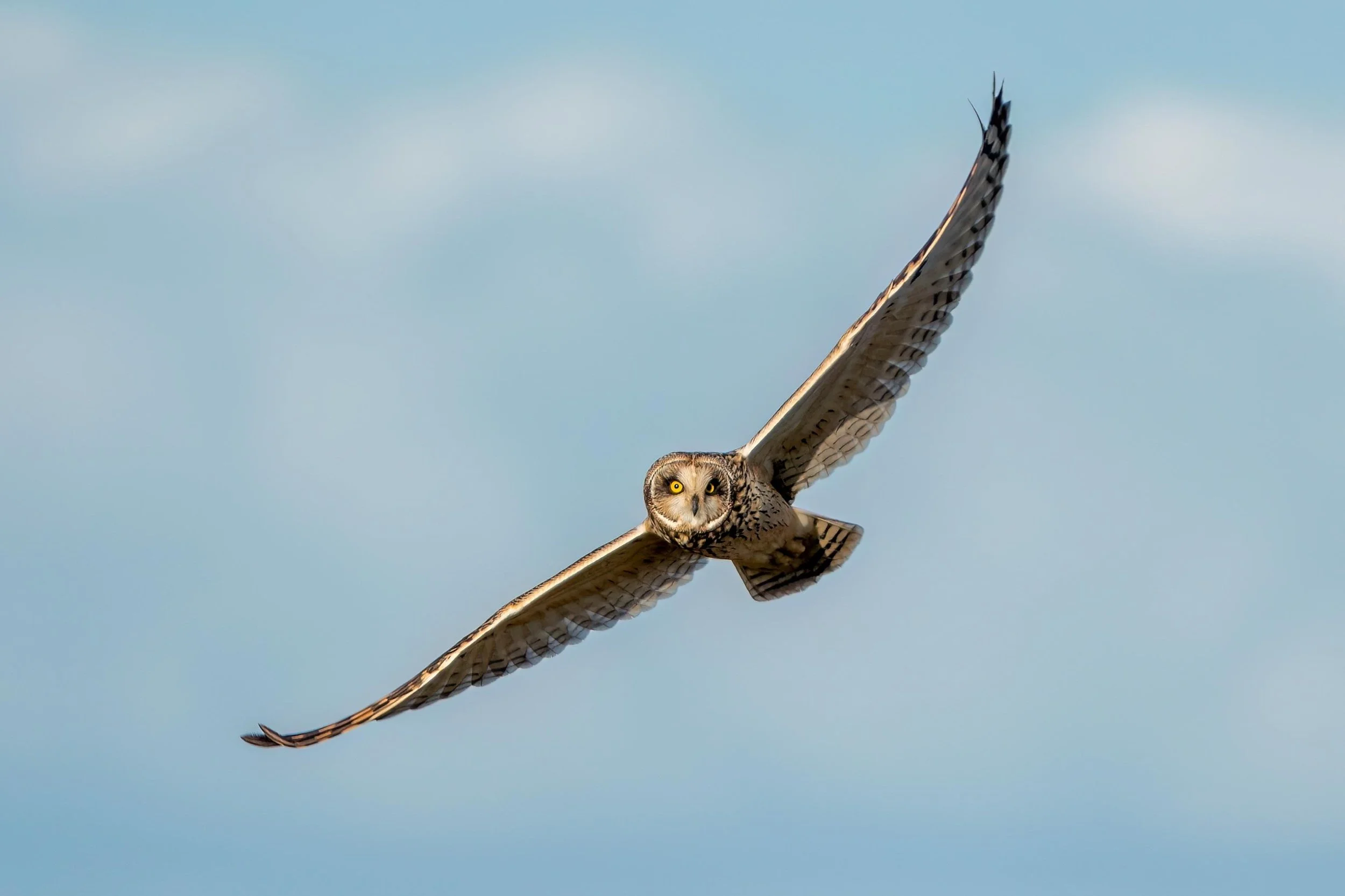 Soaring over fields looking for voles