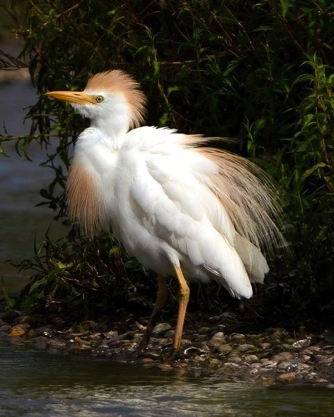 Males display like this in the late summer here. 