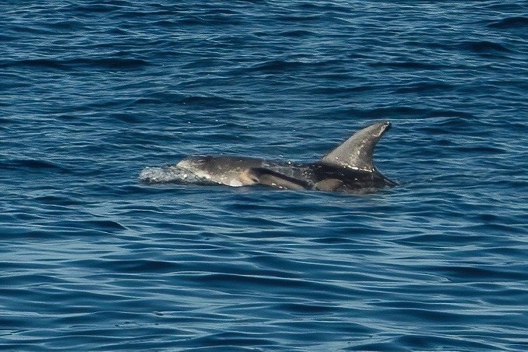 My favourite photo of the 25 season. Risso with calf Plymouth October 25.