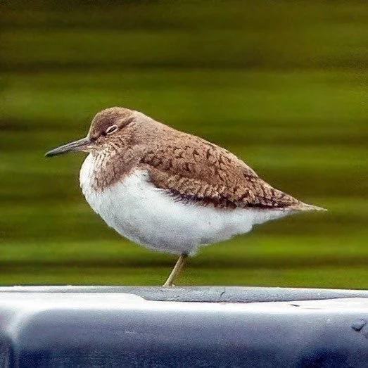 In the park here we usually get a Common Sandpiper or two a year. 