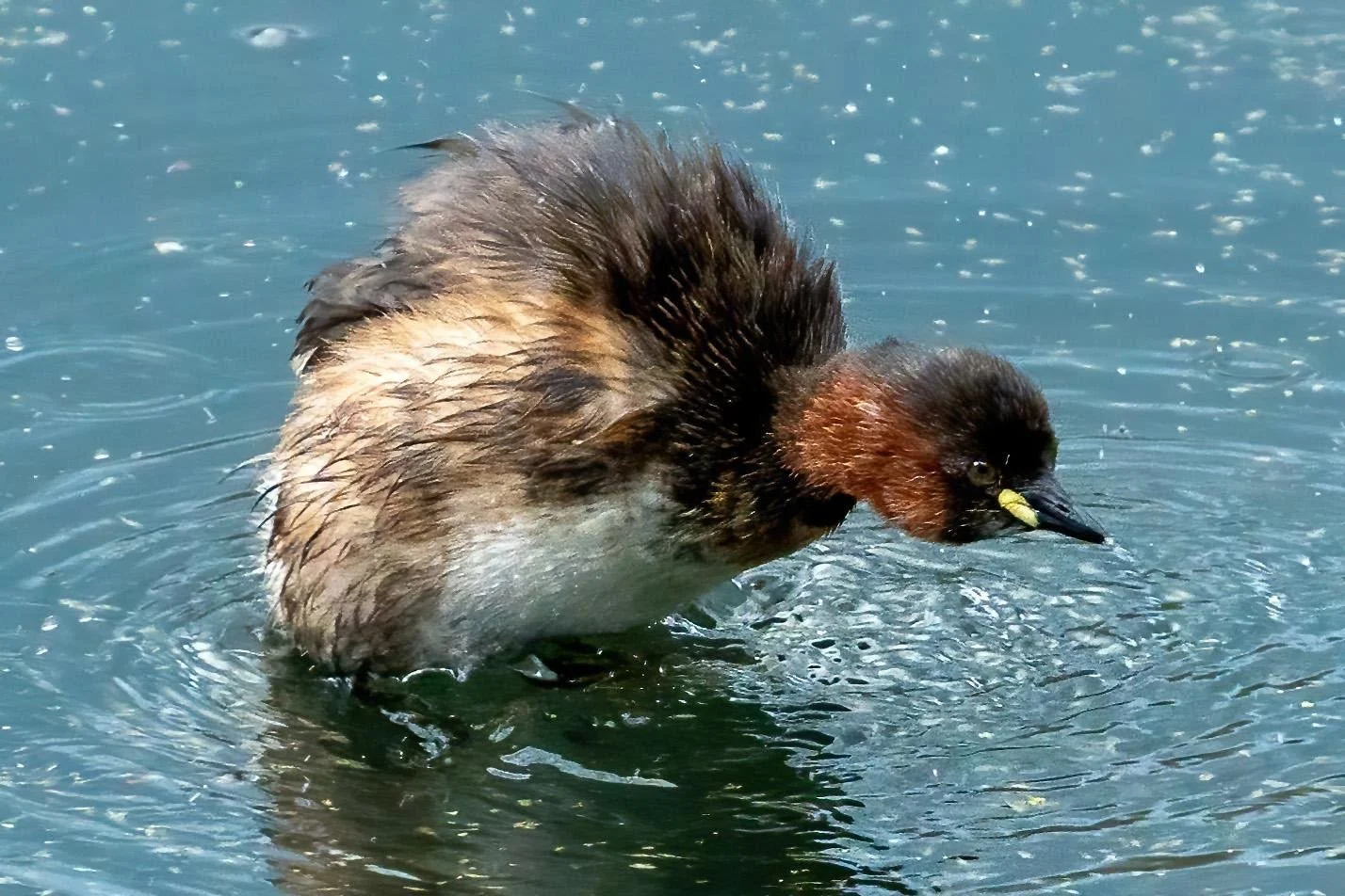 All the Grebes I've seen periodically fluff up like this. 