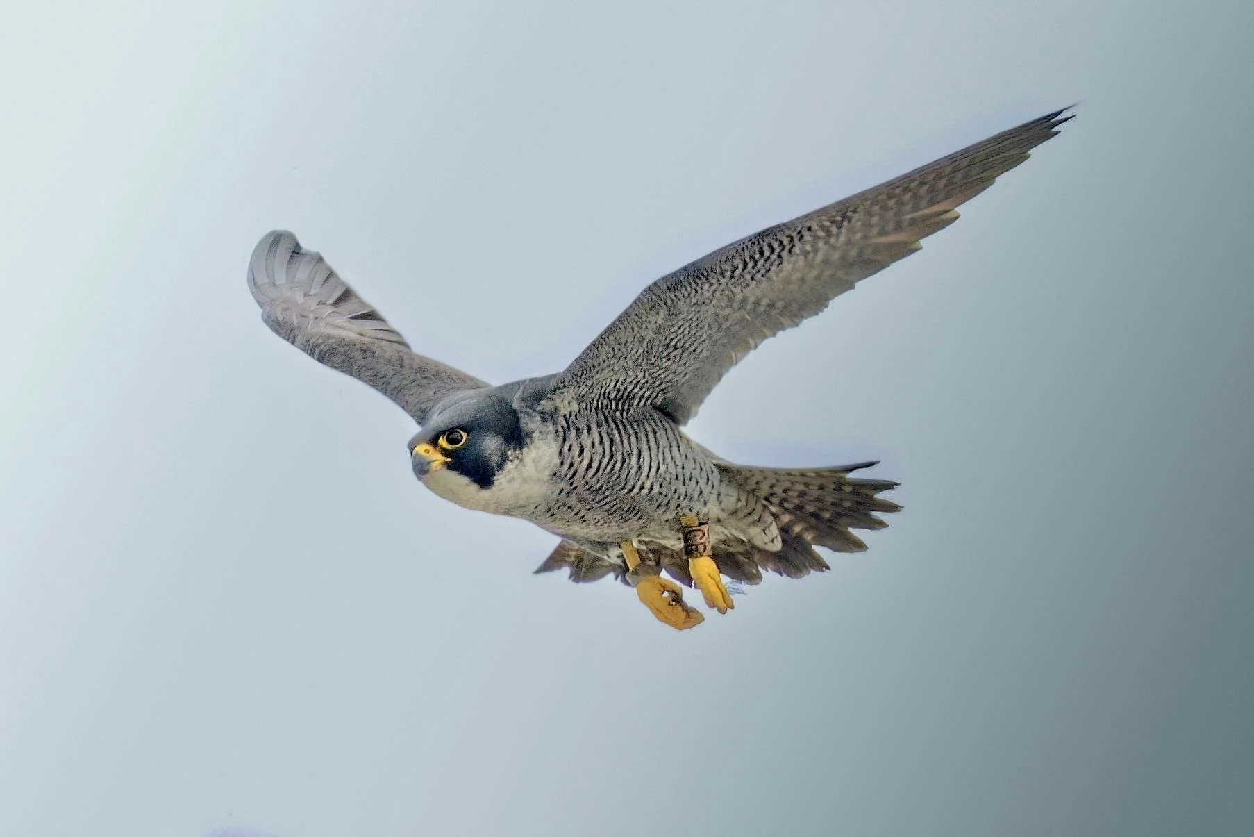 Peregrine Falcon Summer 2023