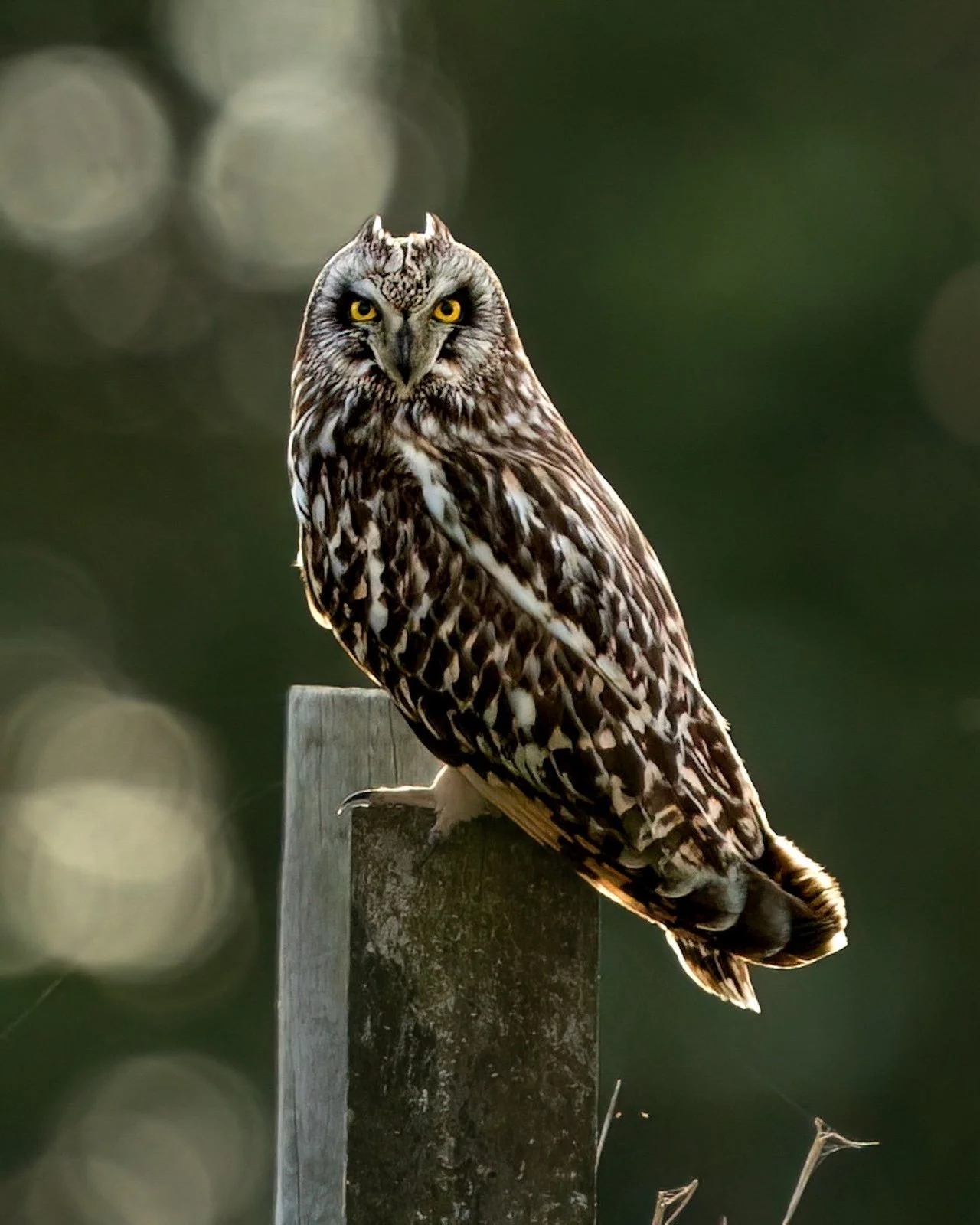 Showing those short 'ears' 