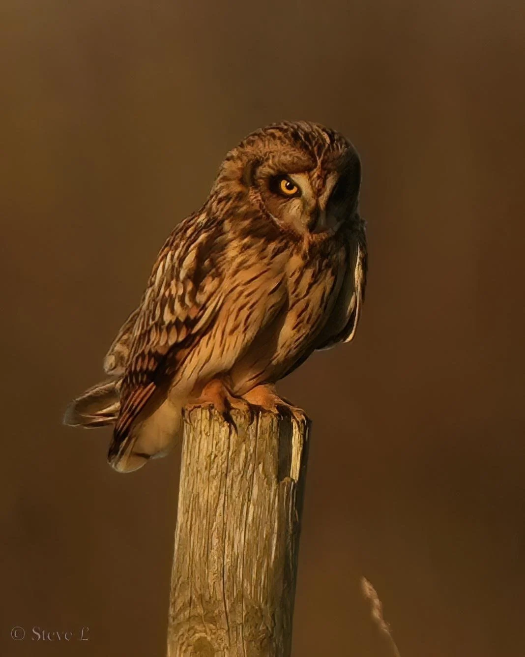 Grumpy as it was too windy to hunt