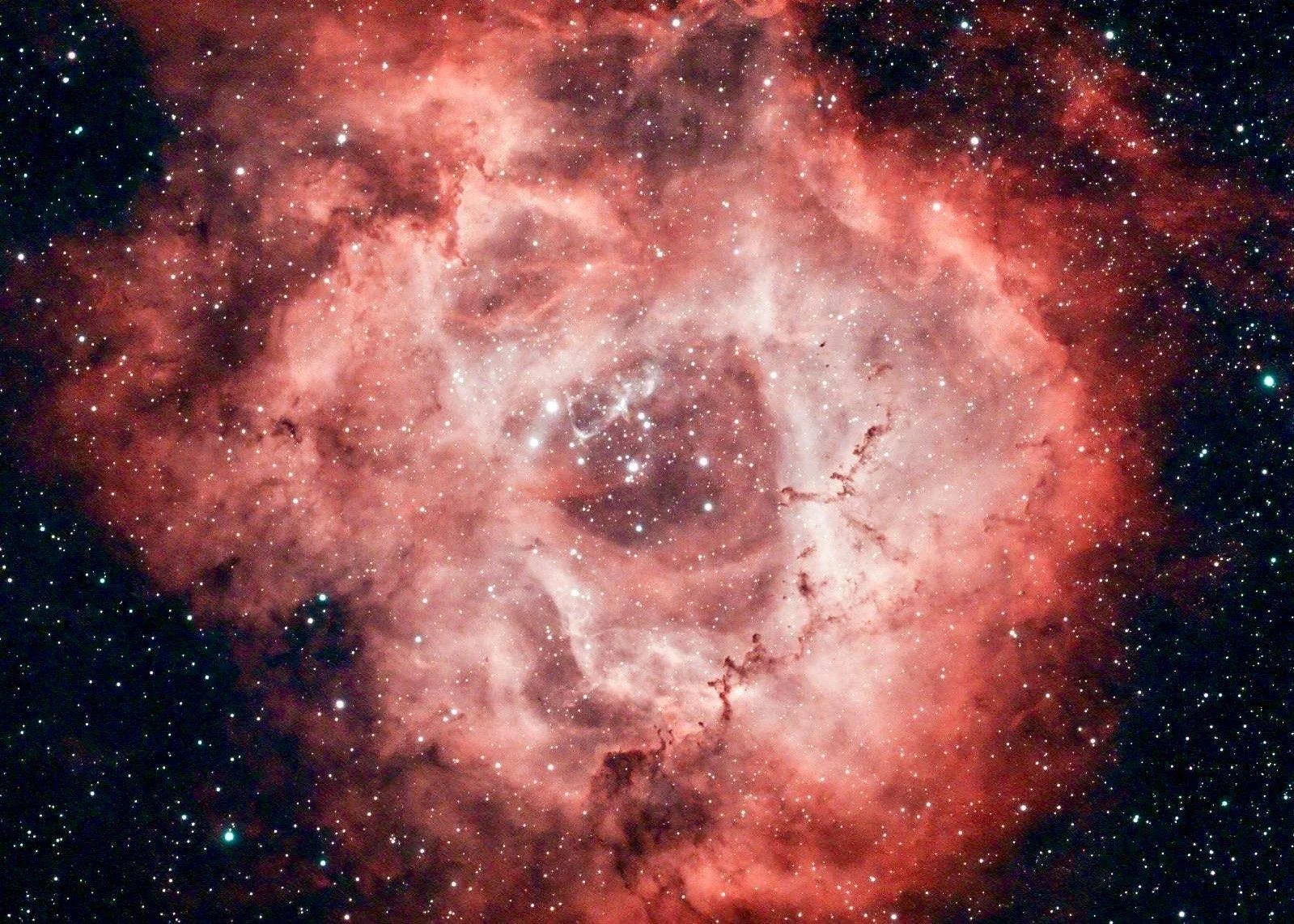 The Rosette in Mononceros