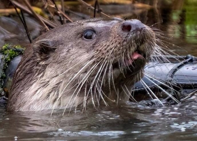 Local Otter - this one got on the telly! 