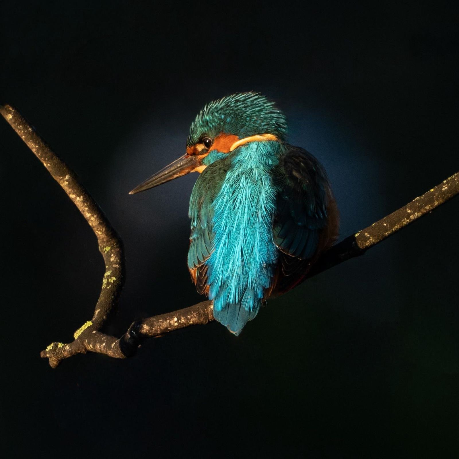 A gull flew past in the background giving a nice halo.