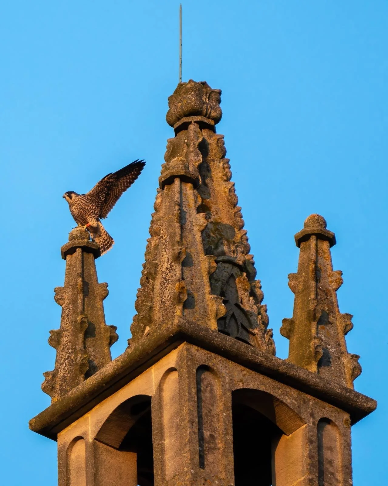 Young Peregrine Summer 2024