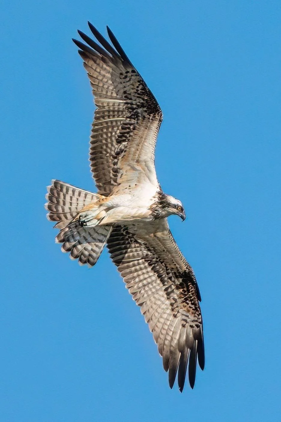 Osperys stop off in Gloucestershire on the way from Scotland to Africa. We get a few for 6 weeks or so in September/ October. 