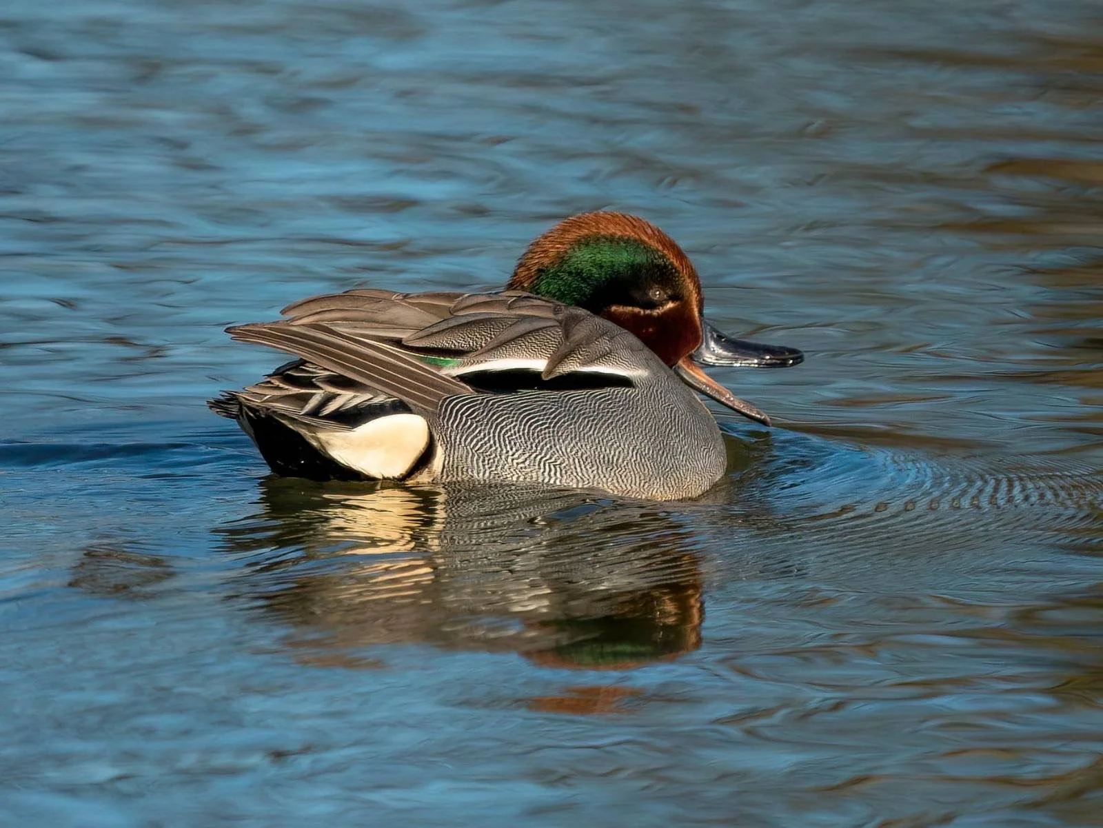 Photographing Wildlife