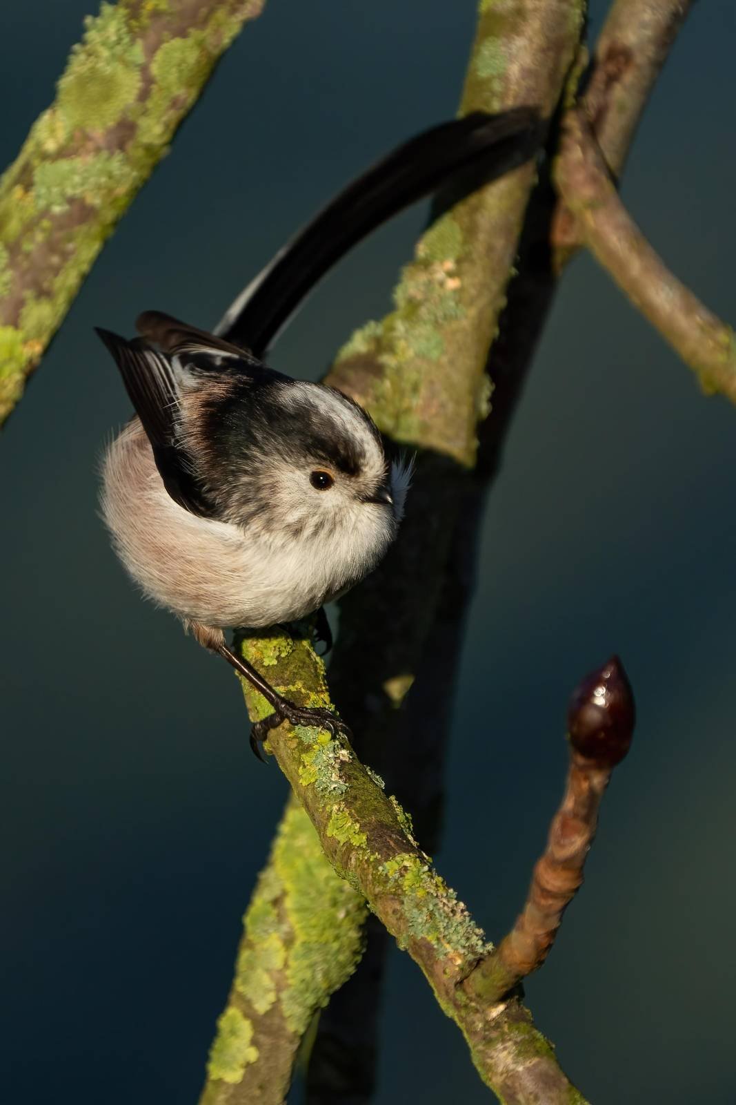 Long Tail January 2025