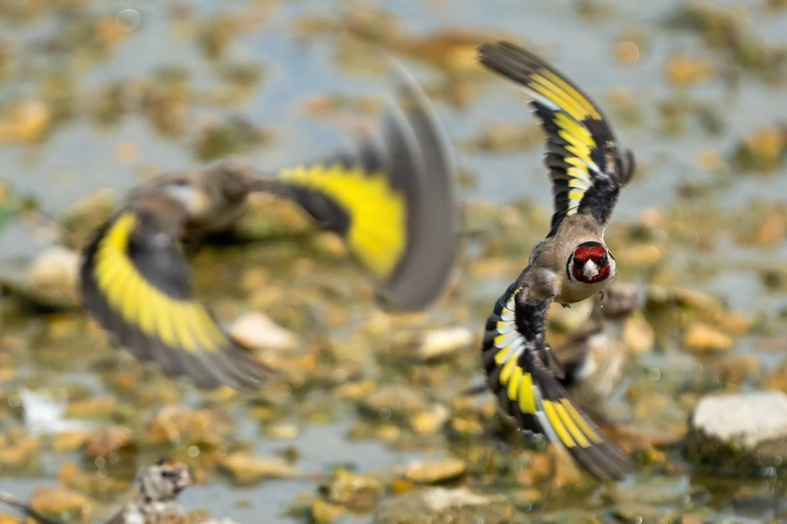 goldfinches at Slimbridge WWT