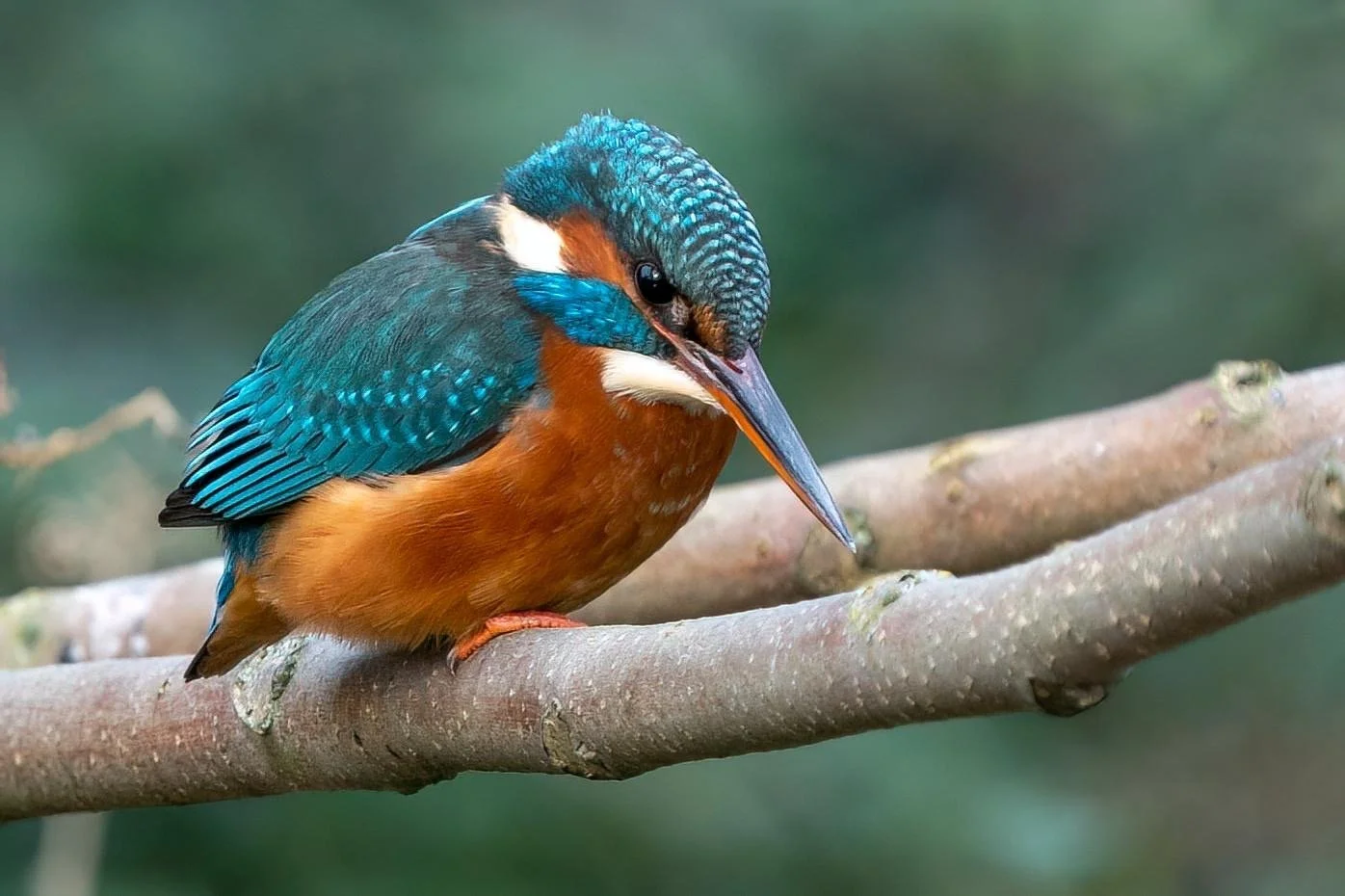 Has just seen likely fish