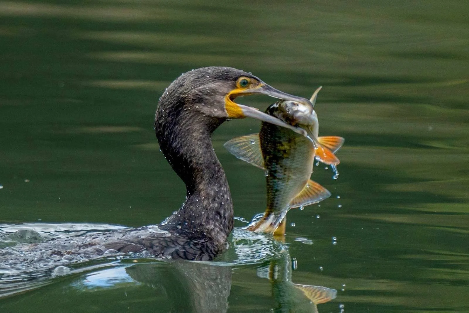 Very, very good at fishing! 