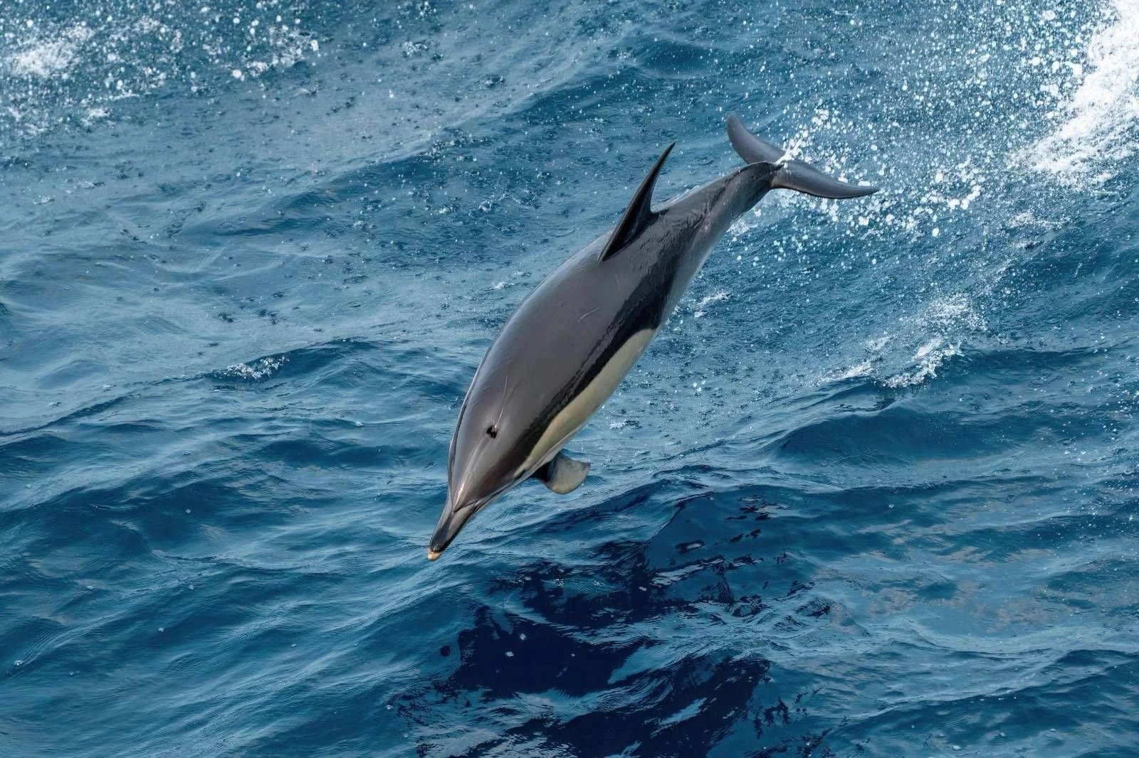 We see a lot of common dolphins in pods of 30 or so. This one off Santander August 25.