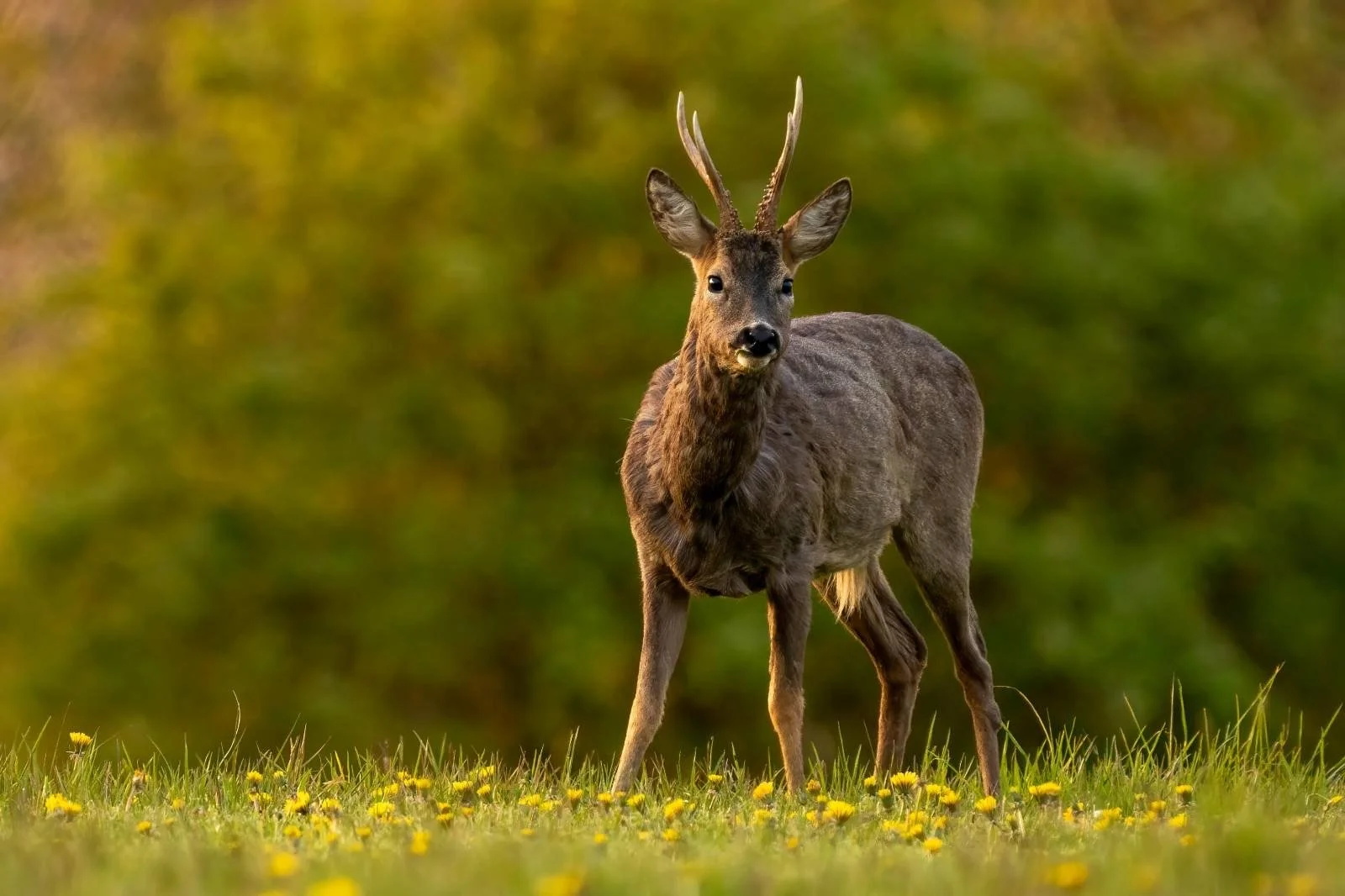 Roe deer like to eat dandelions