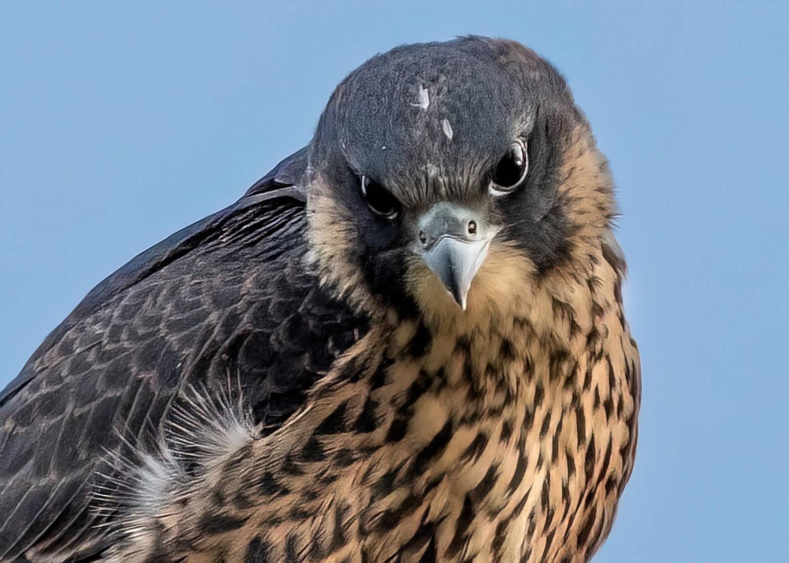 Peregrine had just flown for first time - couldn't get back to perch - grumpy! 