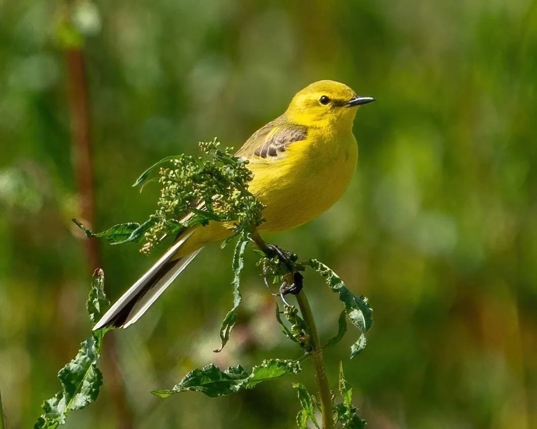 Yellow Wagtail Summer 2024 Coombe Hill 