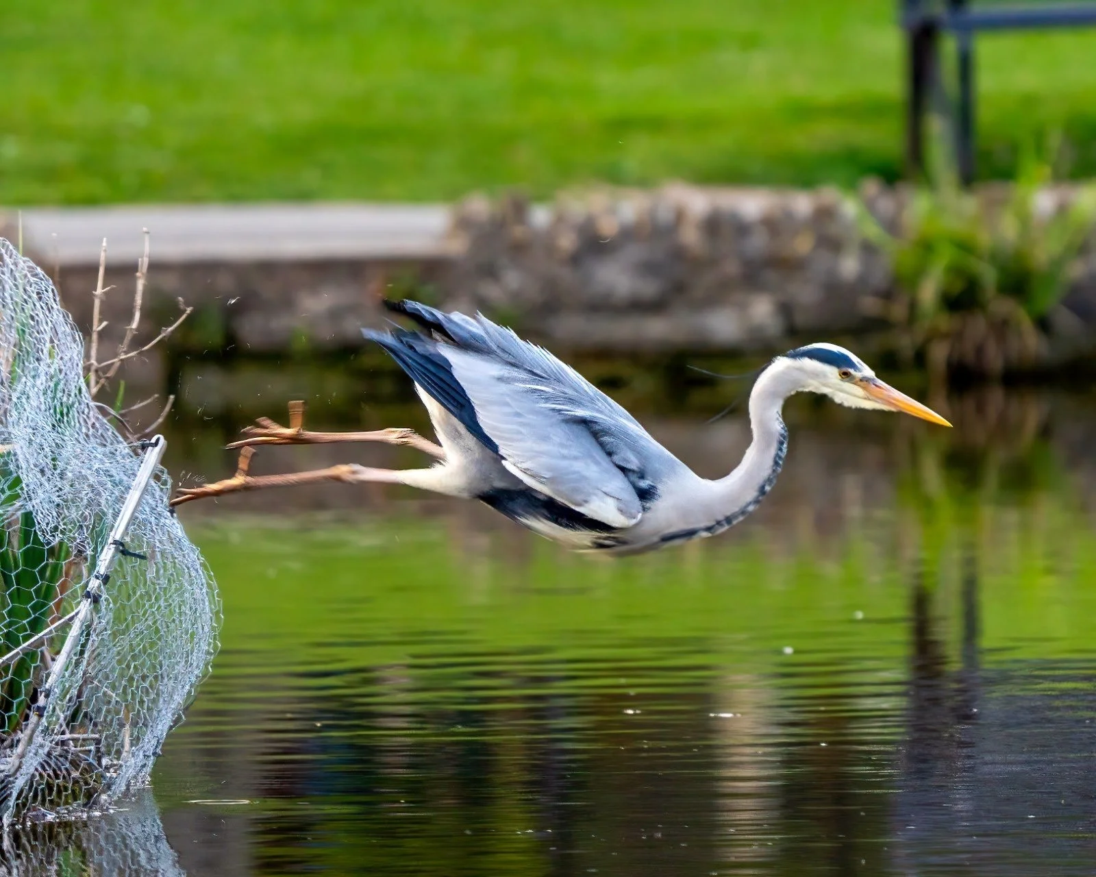 Grey Herons we get a lot of as they tour the lakes and ponds of Gloucestershire. They sometimes bellyflop in pursuit of fish.