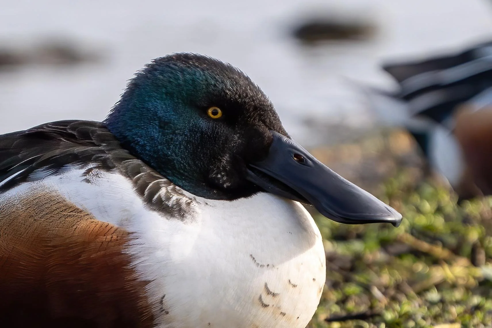 Shoveler ducks are winter visitors 