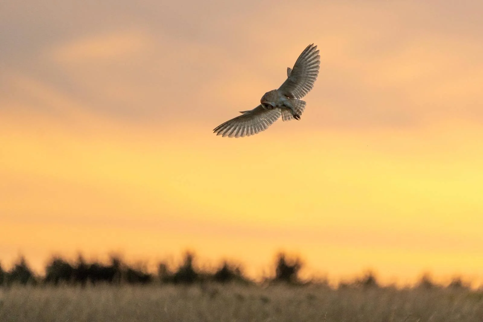 Barn Owl at Sunset Summer 2024