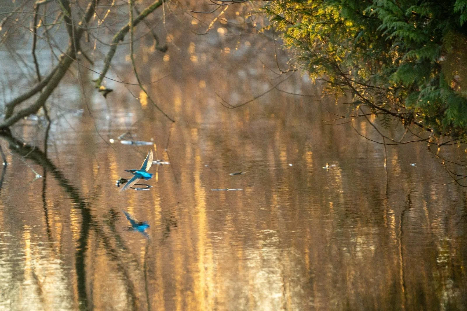 Twilight December 2024