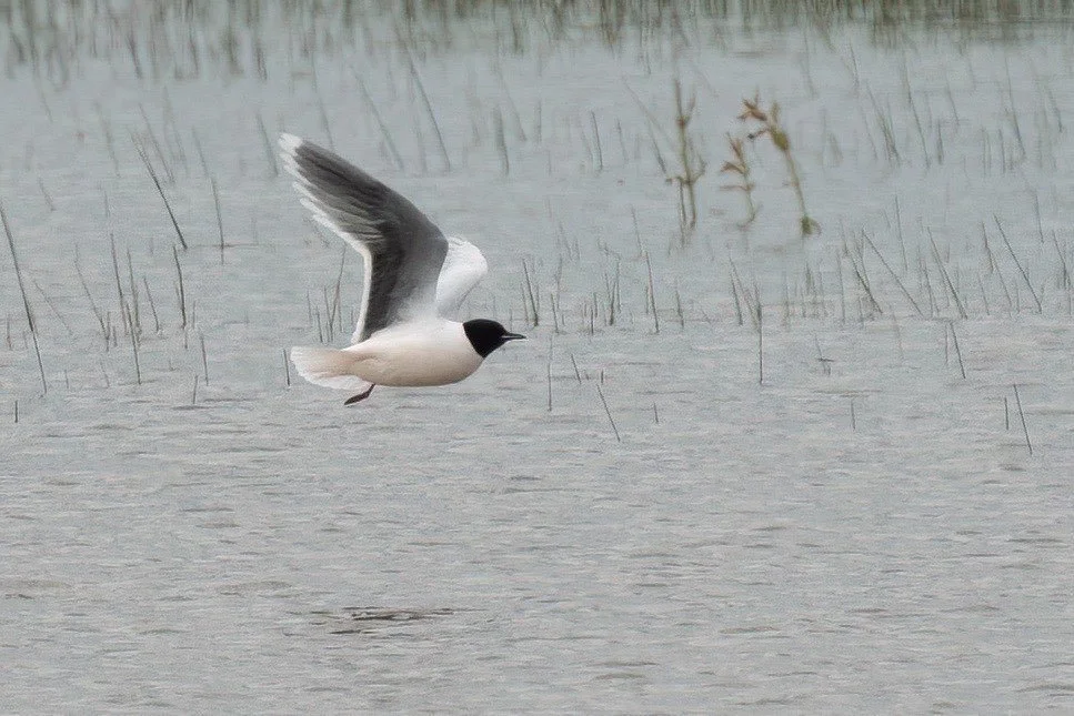 A little gull - smallest and most agile. 