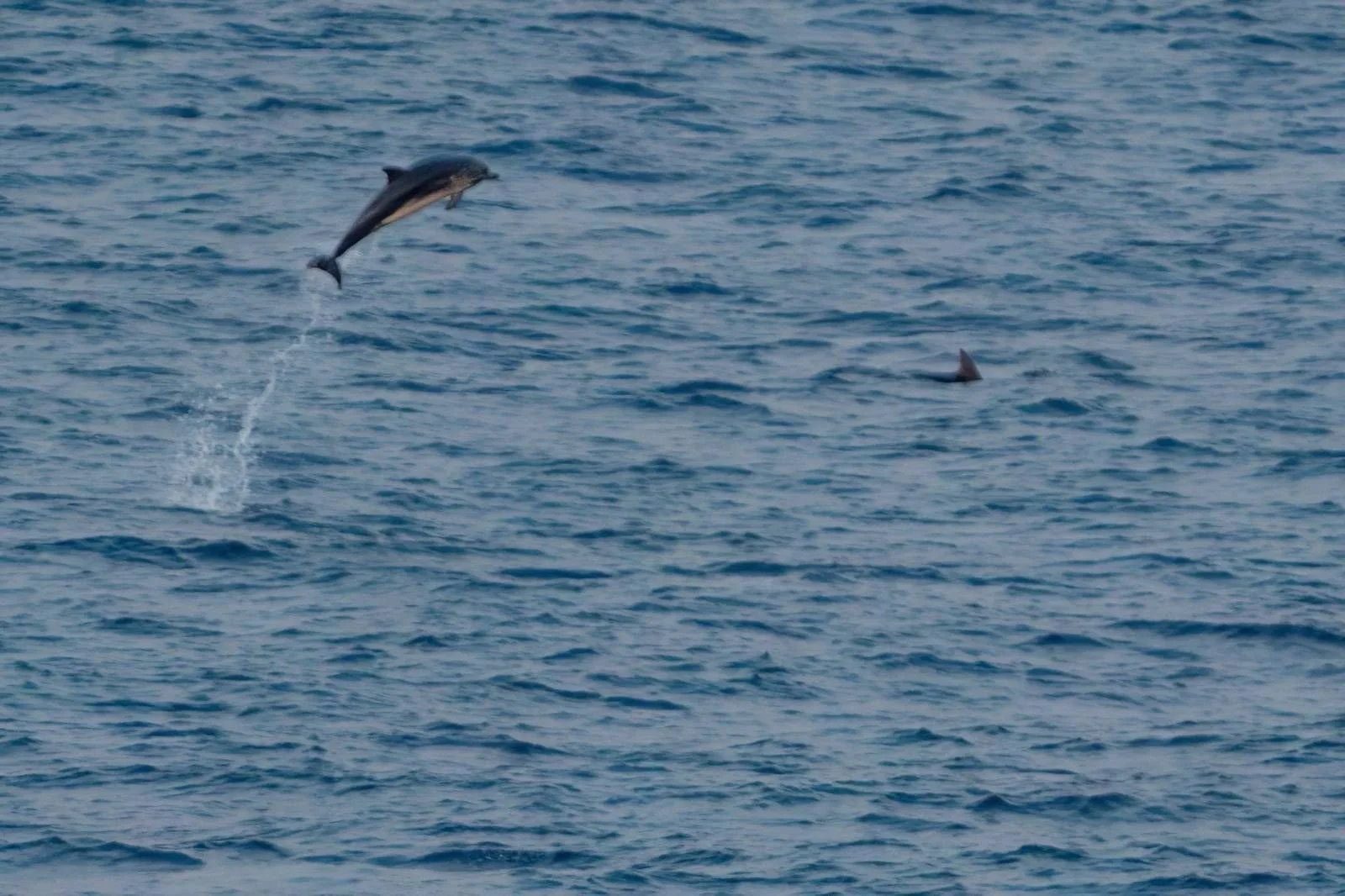 It's between striped and kangaroo's as to which animal can jump highest on earth. Humns can high jump a couple of metres. Striped Dolphins can do 7! 