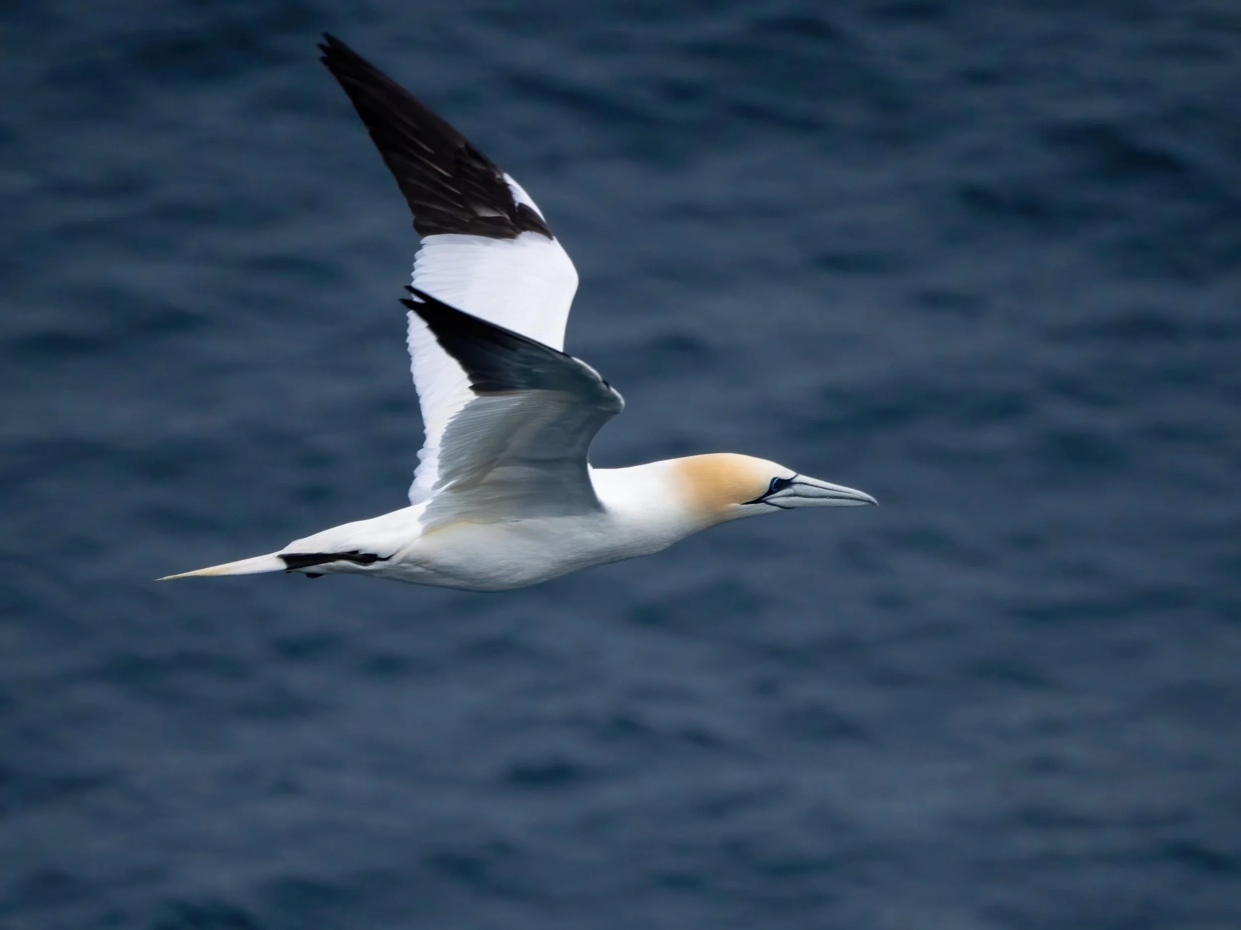 Huge birds. Their nostrils are in their throats to aid diving fast. 