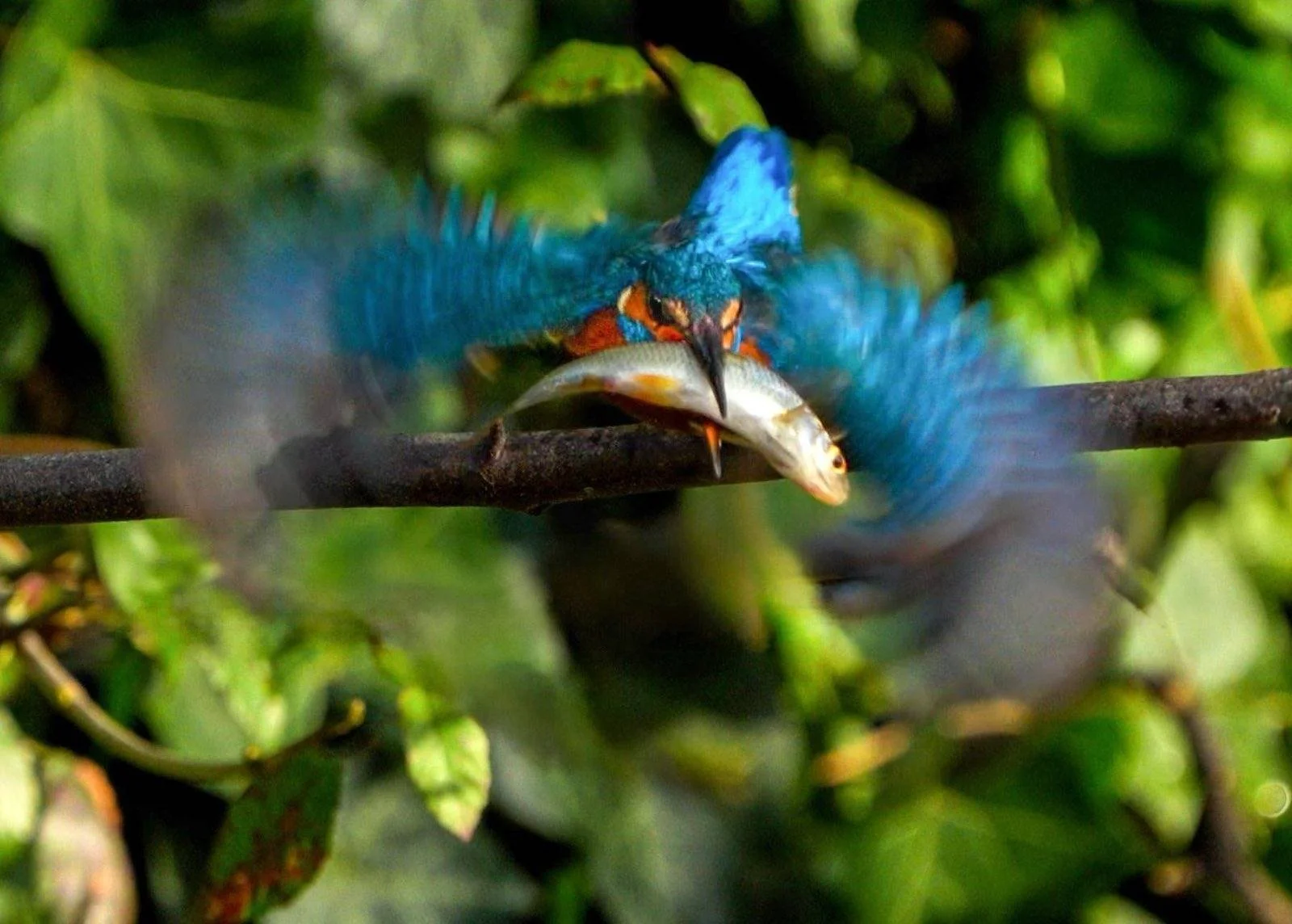Fish too big for current perch