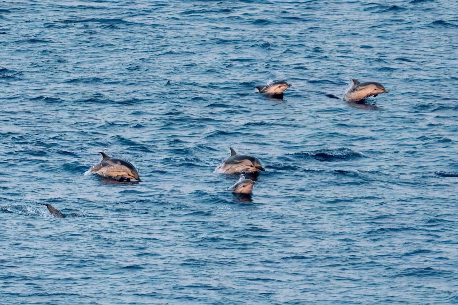 Striped Dolphins are deep sea ones. 