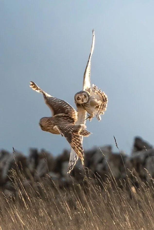 Very territorial are owls