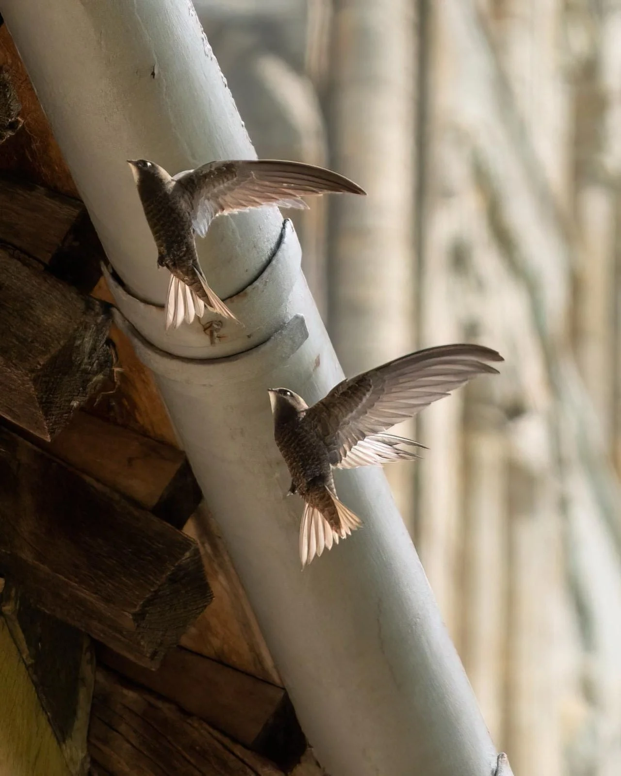 They nest under the roof
