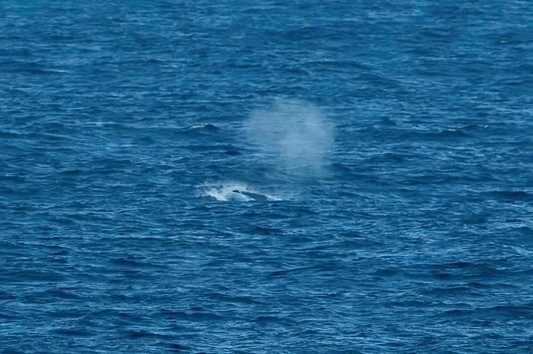 Unidentified Rorqual Whale Biscay October 25. 