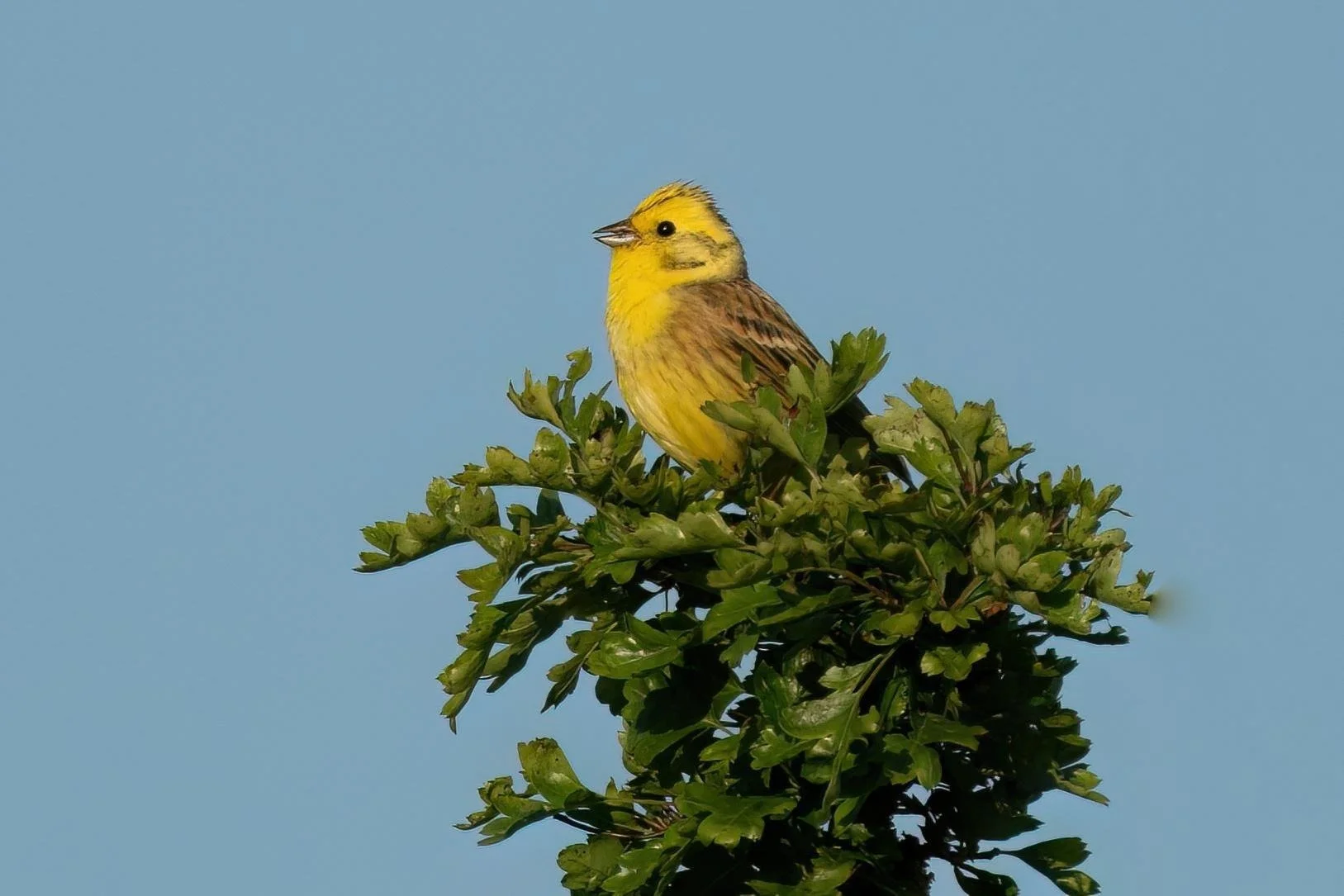 Yellowhammer summer 2024