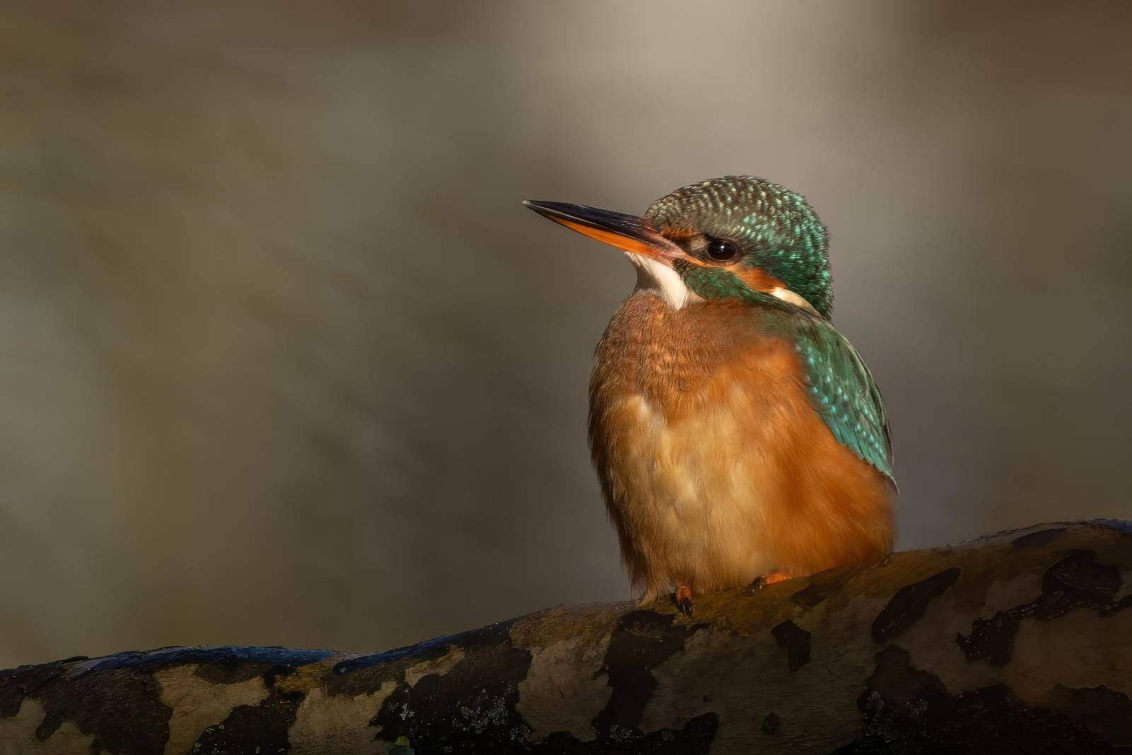 Light greeny blue in the sun