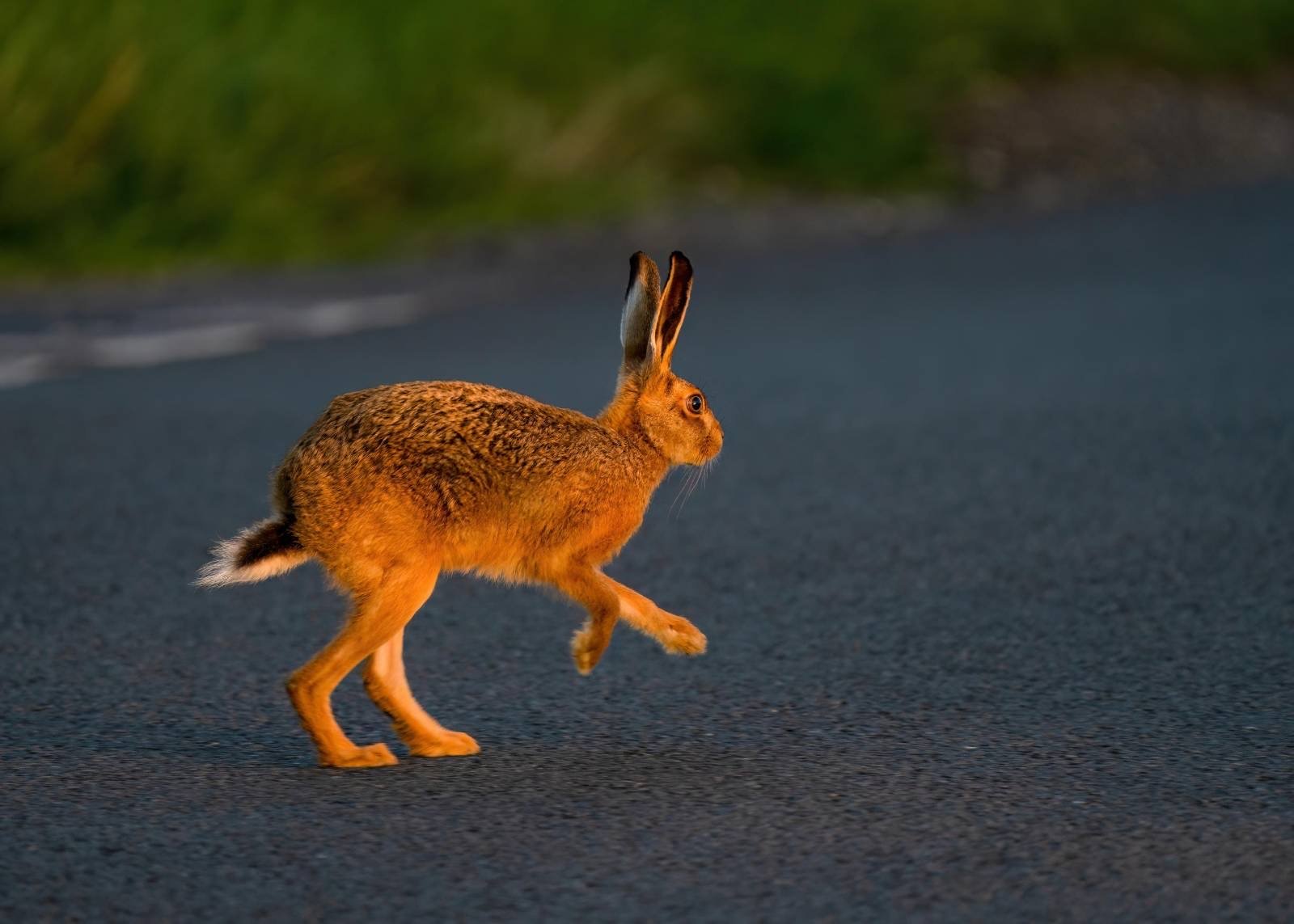 Hare in a sunbeam Autumn 2024