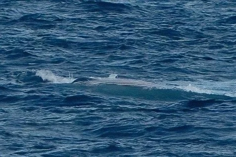 Those are the rorqual pleats - its a big whale but not enough there to say which. 