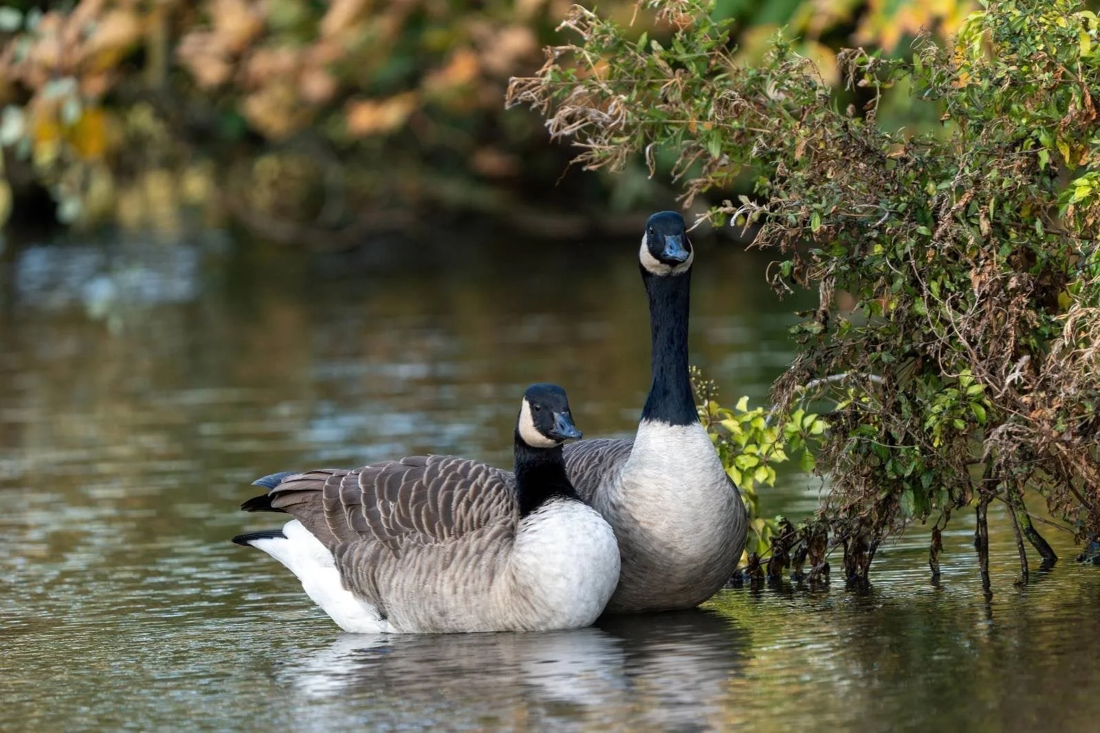 We get a couple of Canada Geese most years. We called these ones Bonnie and Clyde as I remember it. In the wetlands around Severn Estuary they get hundreds.
