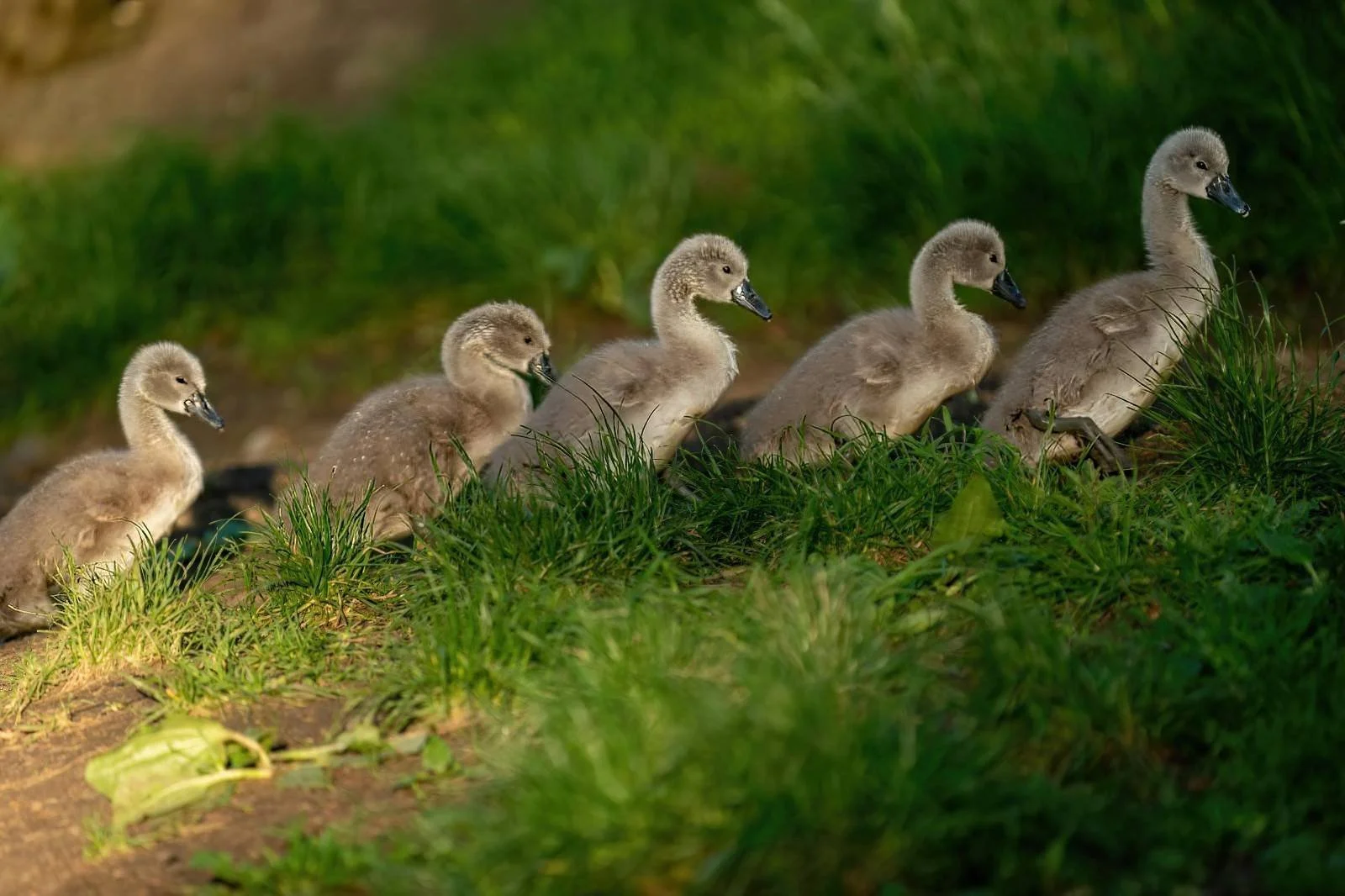 Adventuring cygnets June 2024