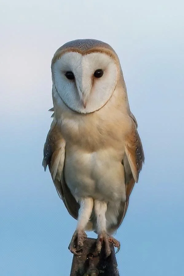 Barn owl landed in front of me Summer 2023