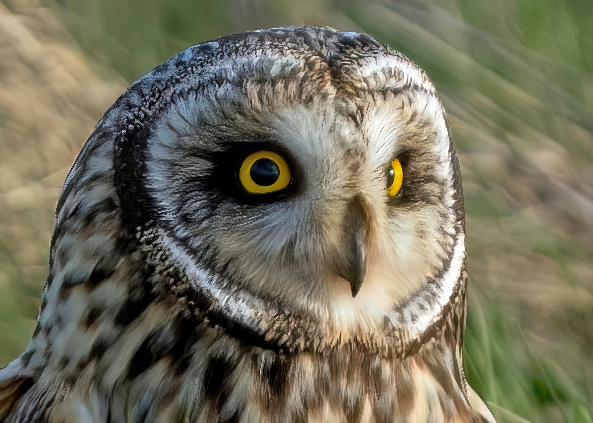 Landed in front of me to say helloooo