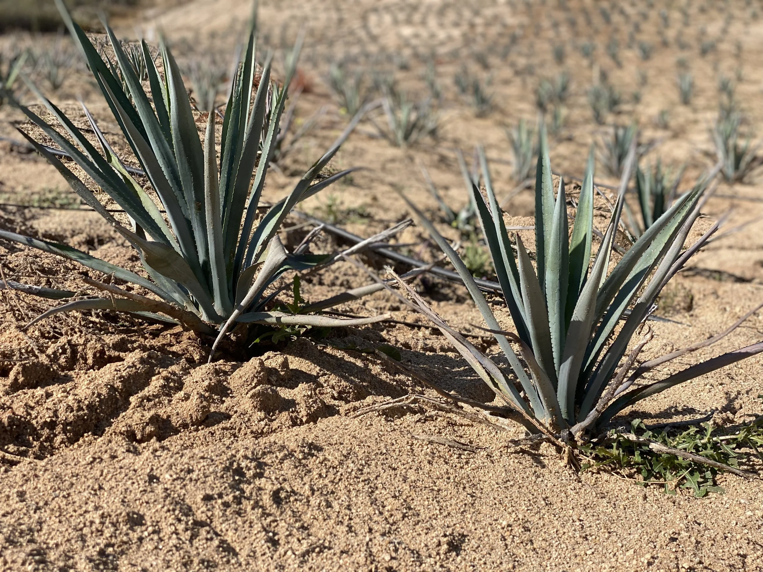 Agave Tequilana Plant