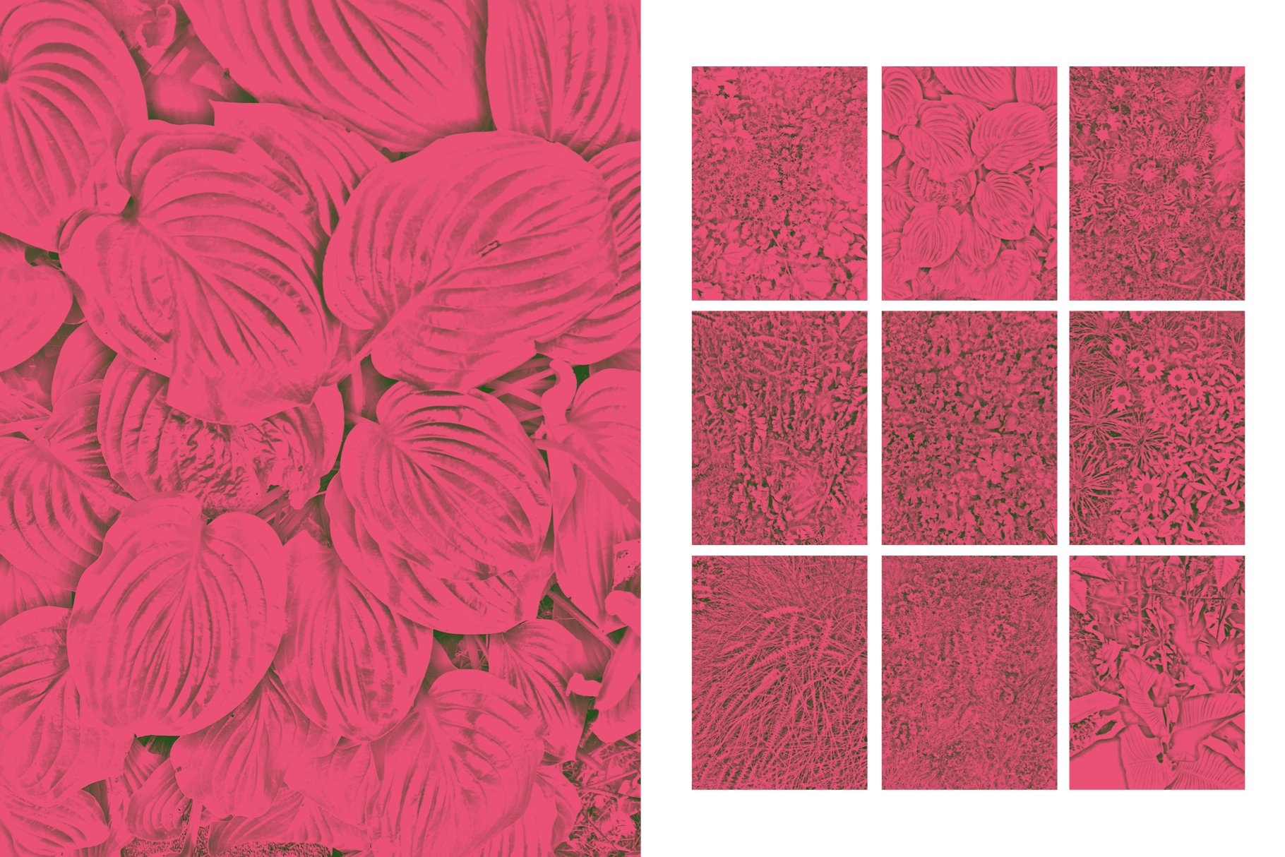 Nature Scans.004.jpeg