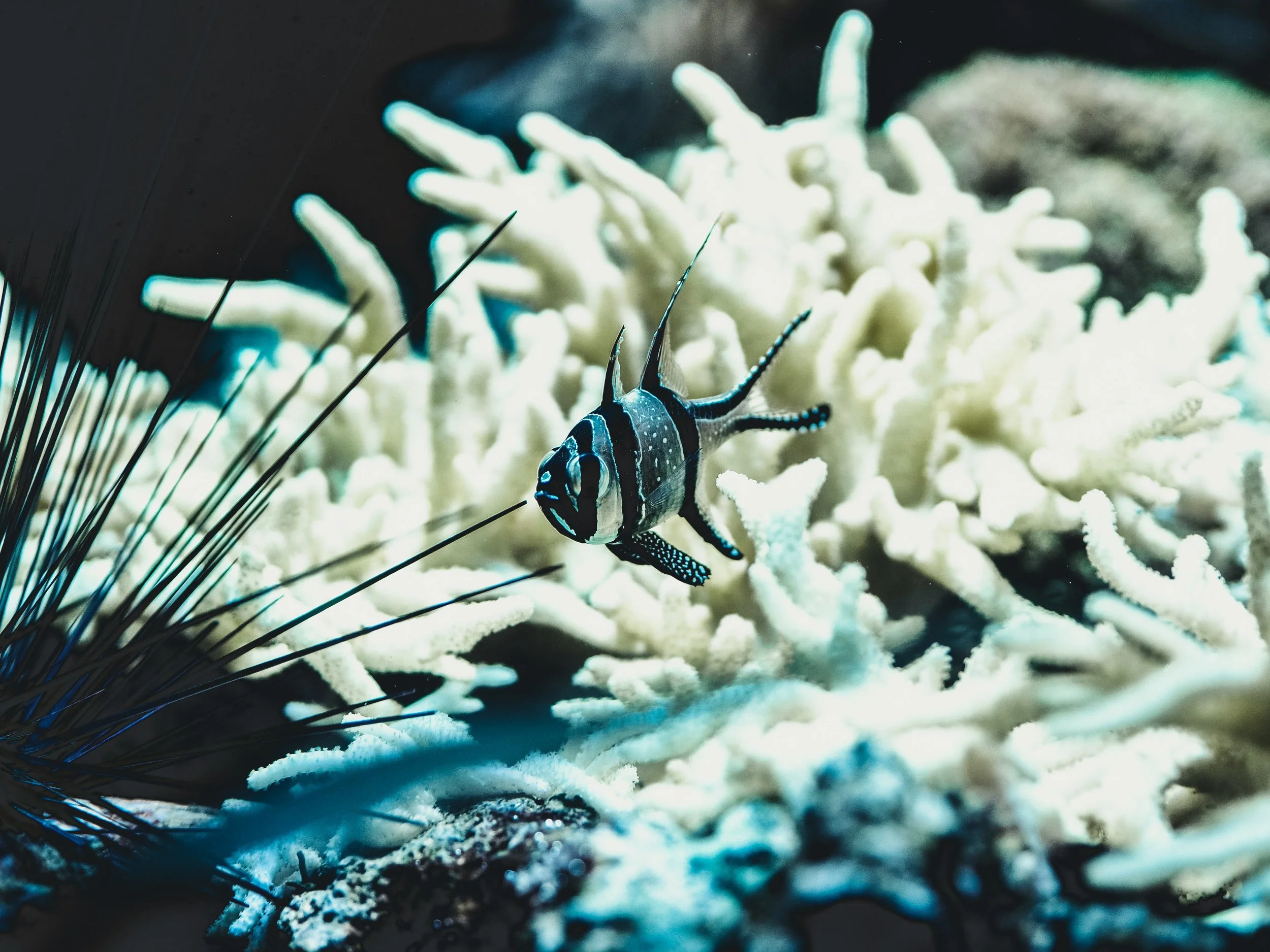 High Quality image of a fish surrounded by bleached coral, Coral Crusaders brand.
