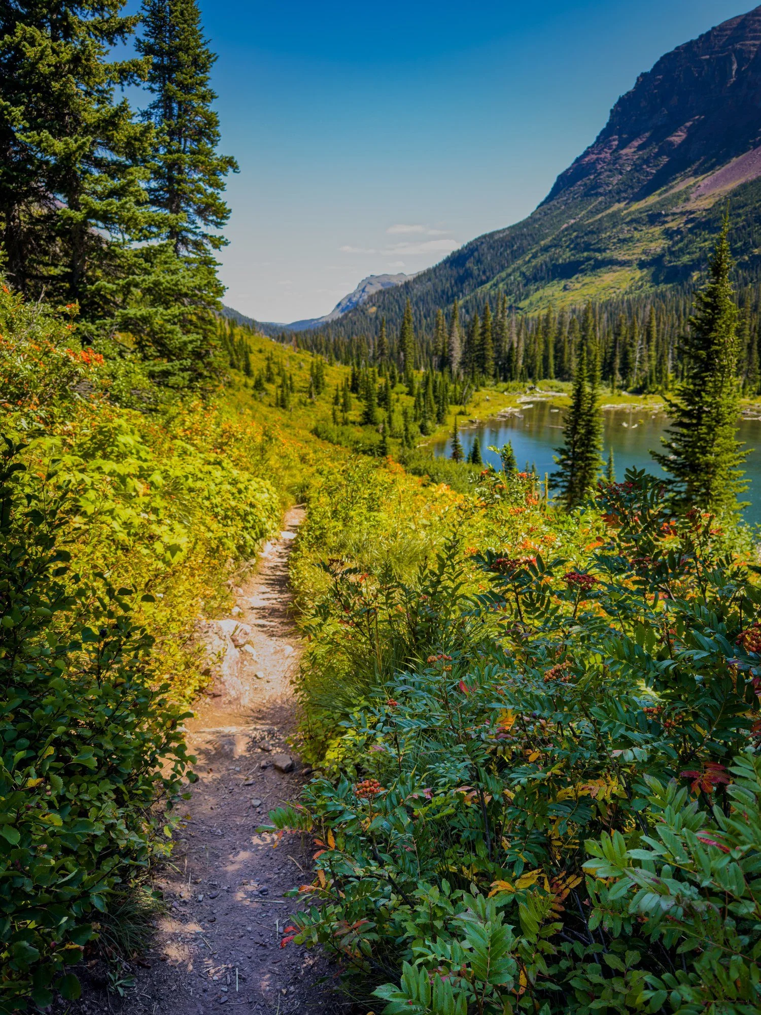 A narrow hiking trail winds through green shrubs and conifers beside a mountain lake.