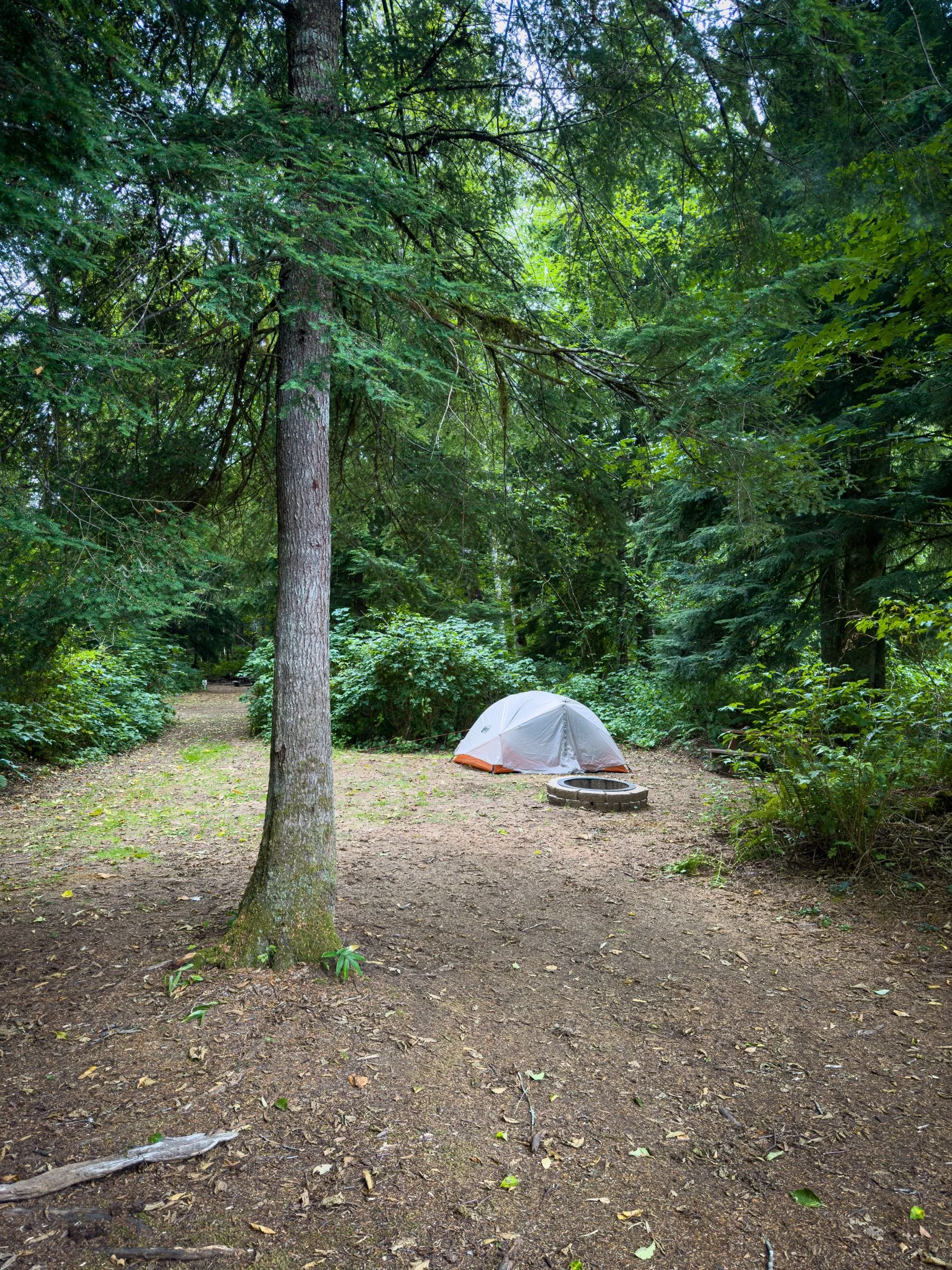 A gray-and-orange tent beside a fire ring in a clearing surrounded by tall trees.