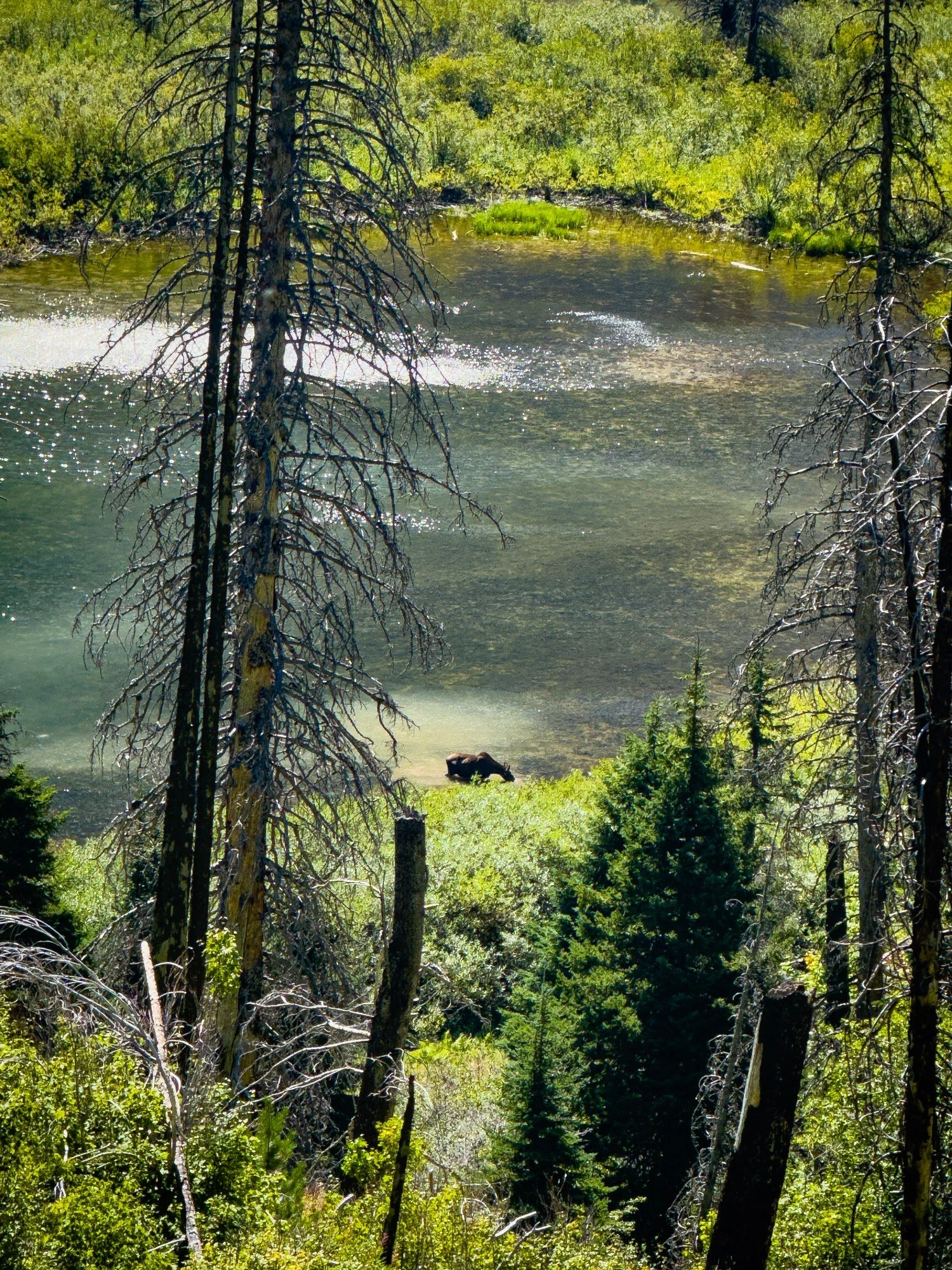 A moose at the water’s edge, seen through trees on a green hillside.
