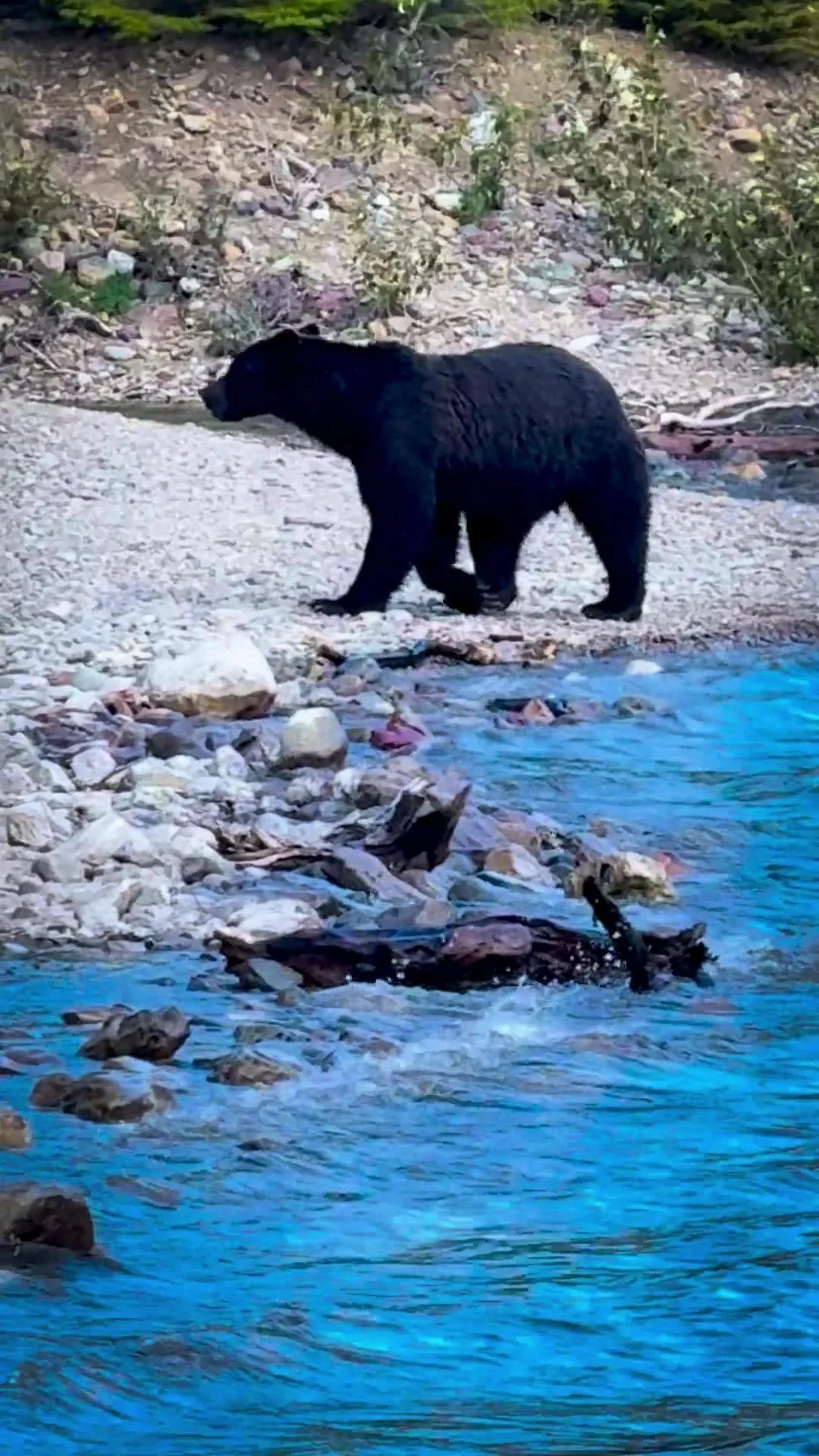 Black bear walking along the rocky shoreline beside the water in Glacier National Park.